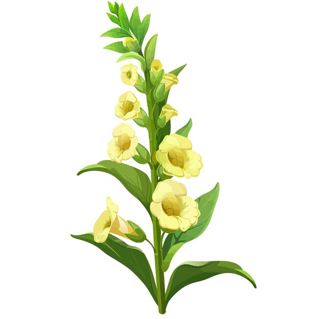 Snapdragon flowers