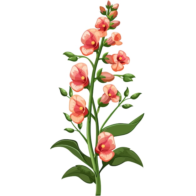 Vector snapdragon flowers