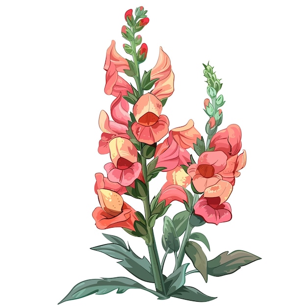 Vector snapdragon flowers