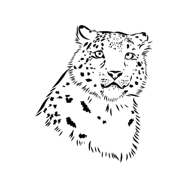 Schizzo di doodle disegnato a mano del leopardo delle nevi nell'illustrazione di vettore di stile di arte di schiocco