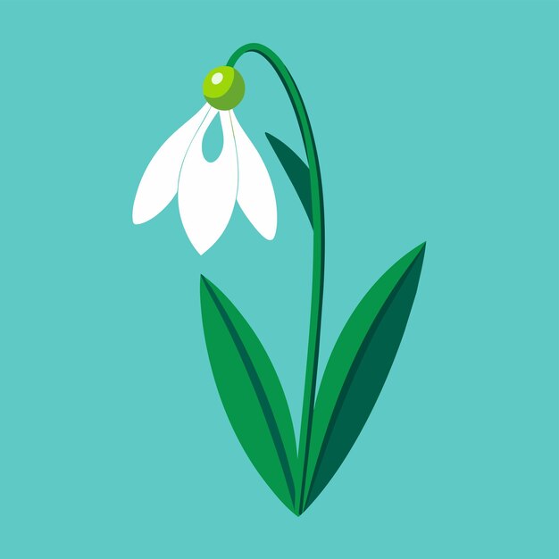 snowdrop flat flower vector illustration