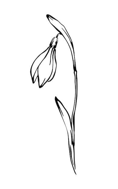 Подснежник цветок контур рисования вектор элегантной линии искусства весенний цветочный элемент на белом фоне
