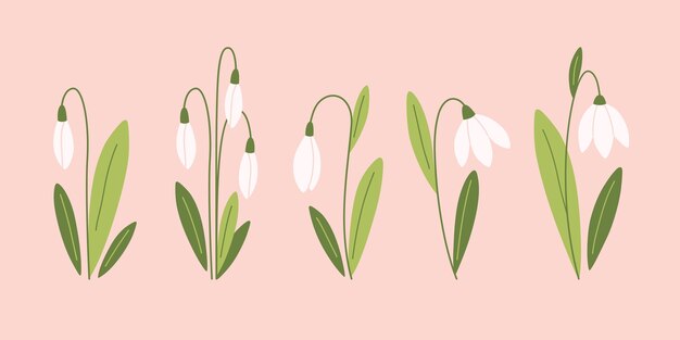 Vector snowdrop flowers collection spring flowers vector illustration in flat style