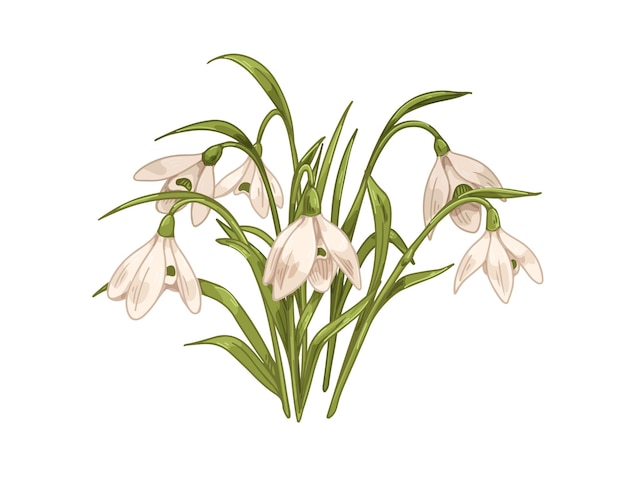 snowdrops, first spring flowers. galanthus nivalis, retro botanical drawing. blossomed floral plant, delicate gentle blooms, leaf. vintage hand-drawn vector illustration isolated on white background