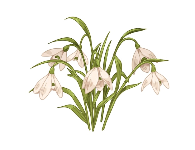 Snowdrops, first spring flowers. galanthus nivalis, retro botanical drawing. blossomed floral plant, delicate gentle blooms, leaf. vintage hand-drawn vector illustration isolated on white background