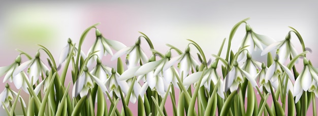 Vector snowdrops flowers watercolor