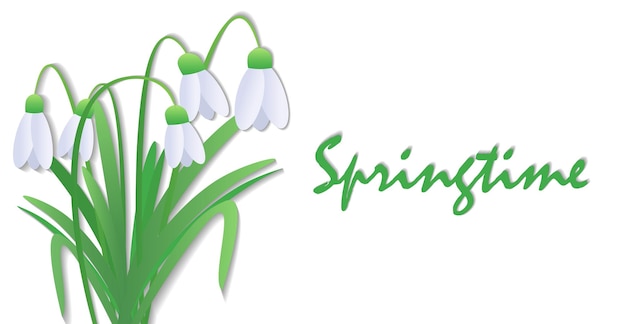 Snowdrops or galanthus nivalis on white background spring vector illustration