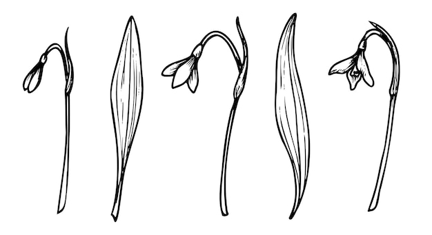 스노우드롭 터 일러스트레이션 봄 꽃이 피는 잎과 허브를 가진 식물의 꽃 세트
