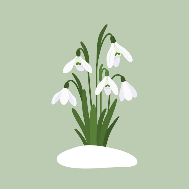 ベクトル スノー ドロップの白い春の花フラット スタイル ベクトル