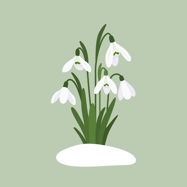 벡터 snowdrops 흰색 봄 꽃 플랫 스타일 벡터