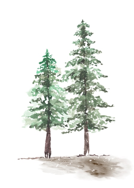 Vector snowy winter couple pine trees hand-painted watercolor. vector decorative winter seasonal of green natural forest pine christmas tree.