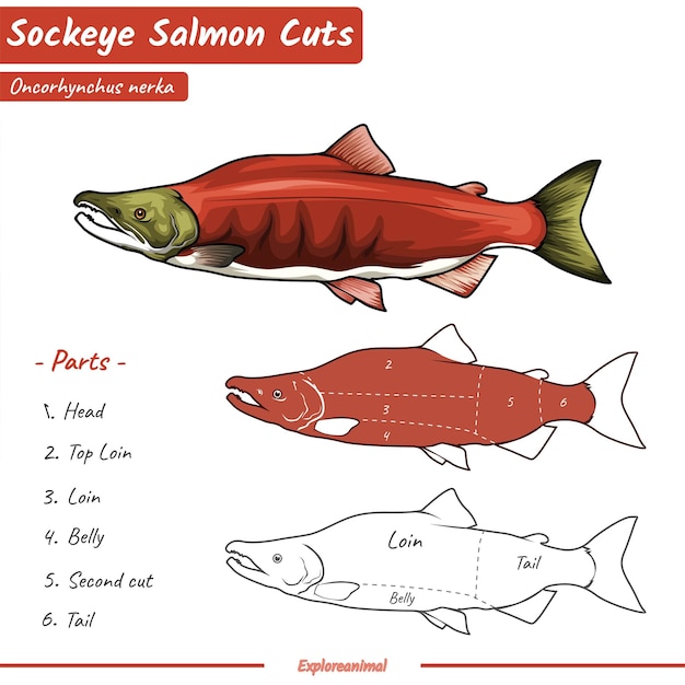 sockeye salmon cuts