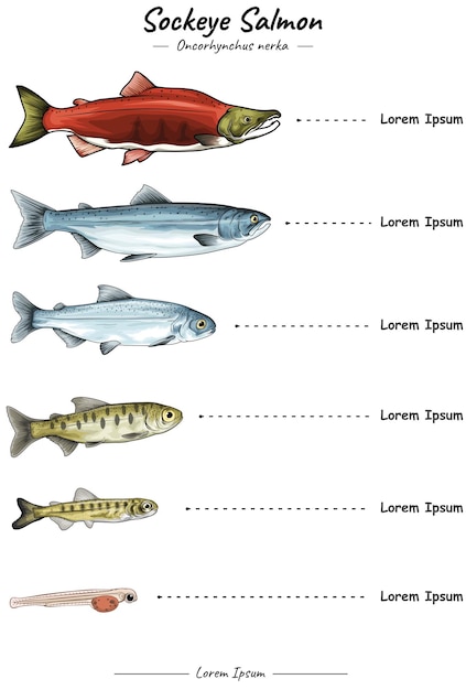 Vector sockeye salmon development template