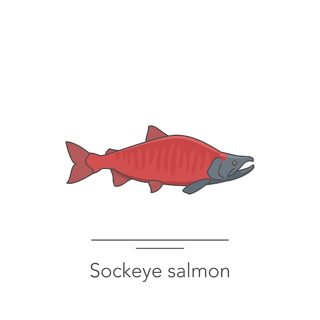 Sockeye 연어 아이콘 화이트 벡터 일러스트 레이 션에 연어 물고기의 개요 다채로운 아이콘