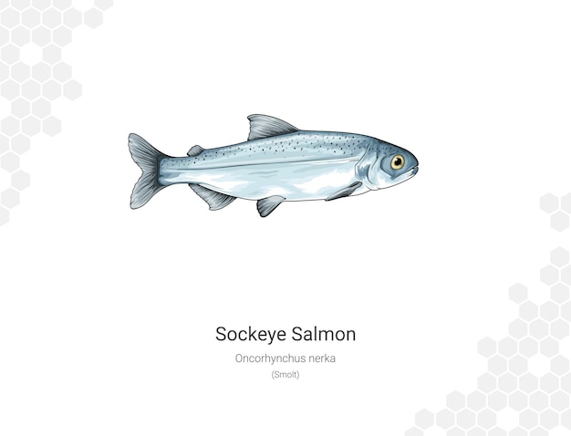 Sockeye Salmon Oncorhynchus nerka 일러스트레이션 스몰트