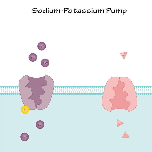 Sodium Potassium Pump in a phospholipid bilayer membrane