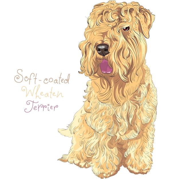 Vector soft-coated wheaten terrier dog