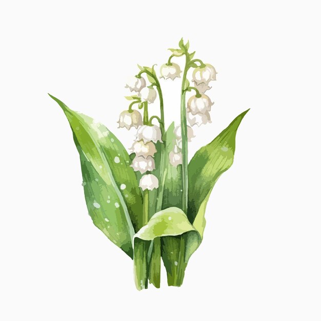 Vector soft and dreamy watercolor depiction of a lily valley flower