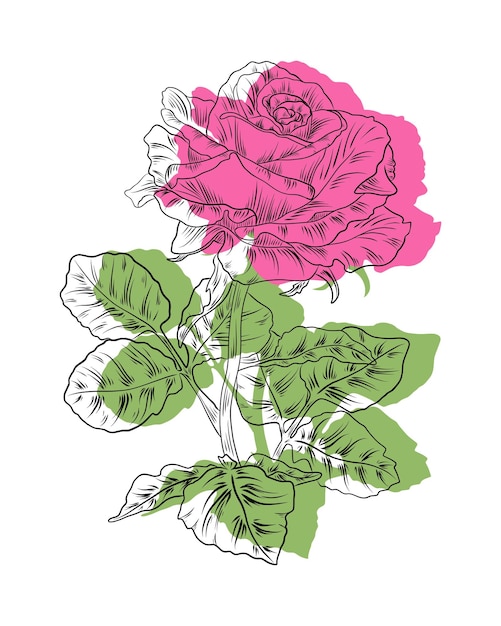 Soft pink rose with green leaves drawn in line style