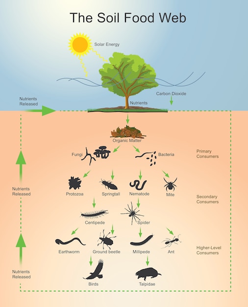 The soil food web and animals cycle