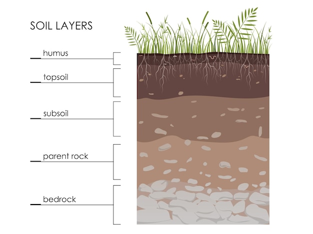 Вектор Схема слоев почвы с травяными корнями, камнями, червями, гумусом, песчаниками, геологией, подземной инфографикой, землей в разделе, минеральные частицы, векторная образовательная иллюстрация