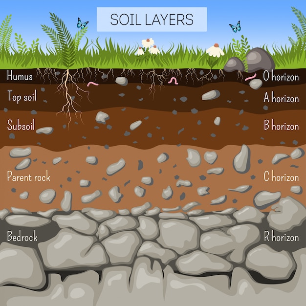 Soil layers diagram with grass, earth texture, stones, plant roots, underground species.