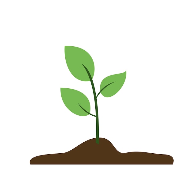 soil and small plant leaves