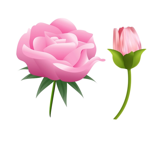 Vector solated pink rose vector illustration