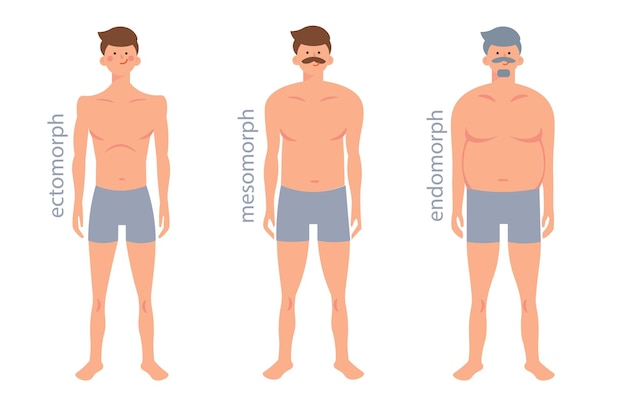 somatische typen vector illustratie