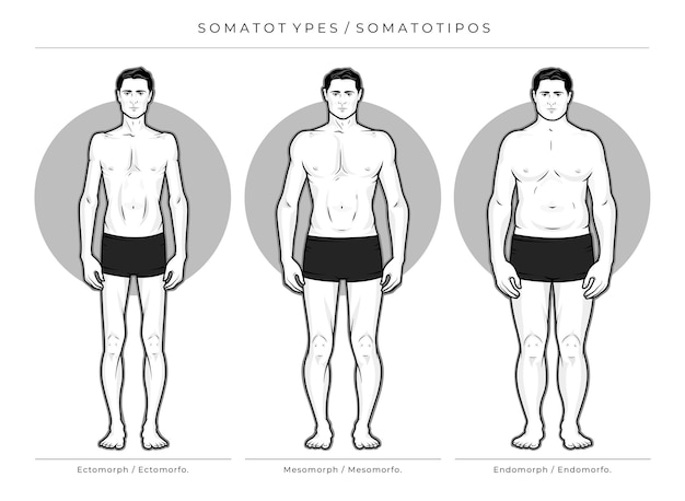 Vettore somatotipi