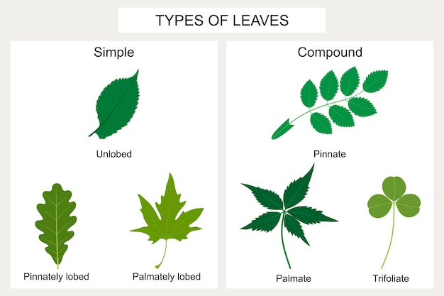 Soorten bladeren Enkelvoudige bladeren en samengestelde bladeren