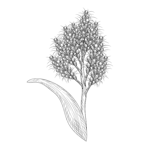 Vector sorghum isolated on white background. wild plant in engraved style.