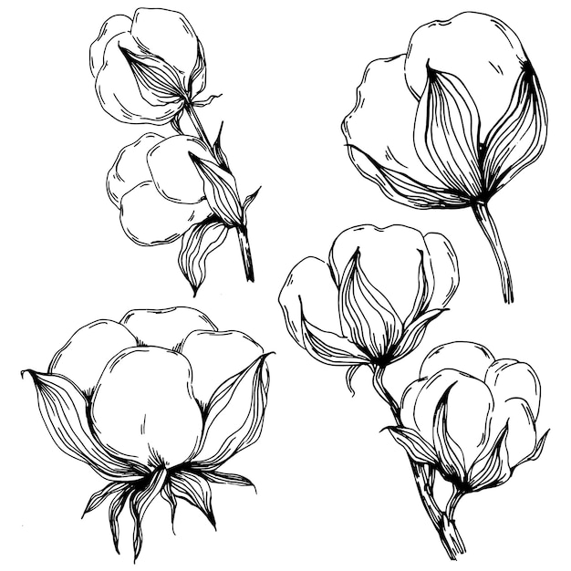 Sotton zomer Geïsoleerde botanische bloem bladeren Zwart-wit gegraveerde schets inkt art