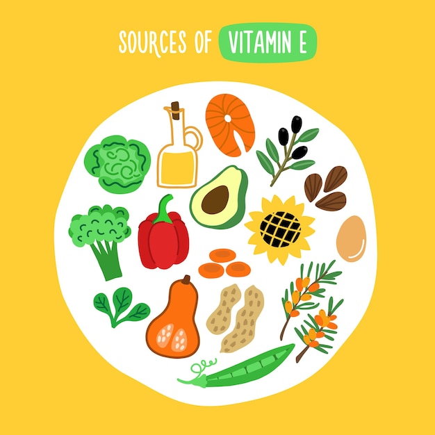 비타민 E의 공급원 식품이 풍부한 비타민 E