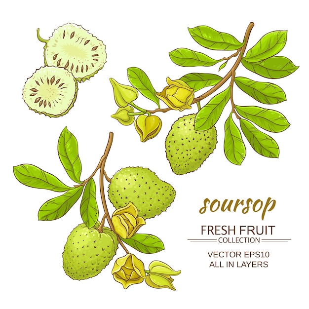 Soursop 벡터 세트