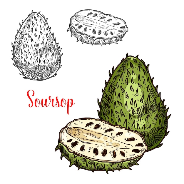 Soursop vector sketch exotic fruit