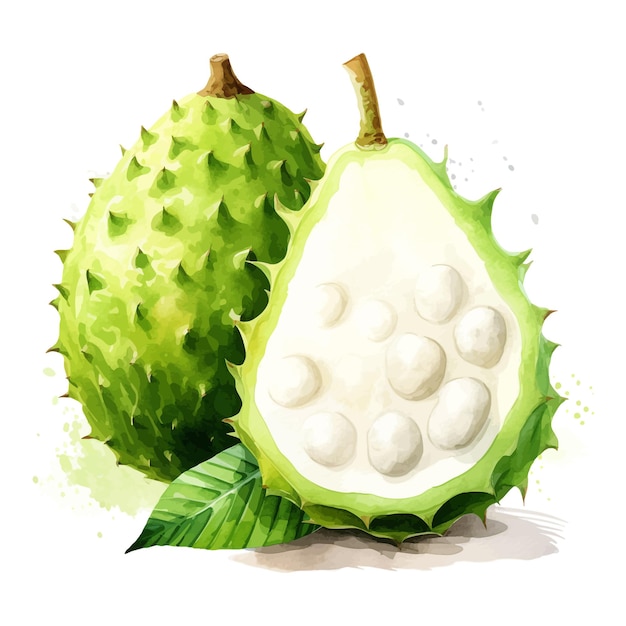 Soursop watercolor clipart white background