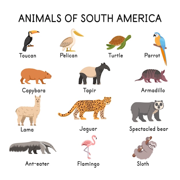 Vettore sud degli animali americani tucano pellicano tartaruga pappagallo capibara tapiro lama giaguaro orso dagli occhiali fenicottero bradipo armadillo formichiere su uno sfondo bianco