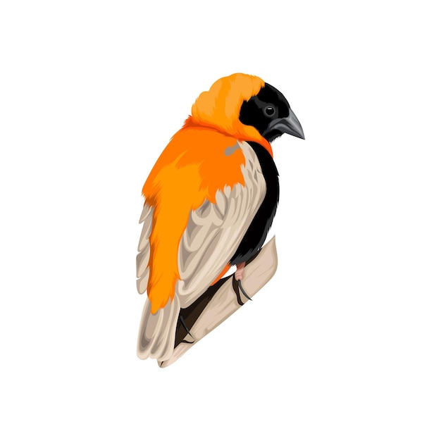 Vector southern red bishop bird vector