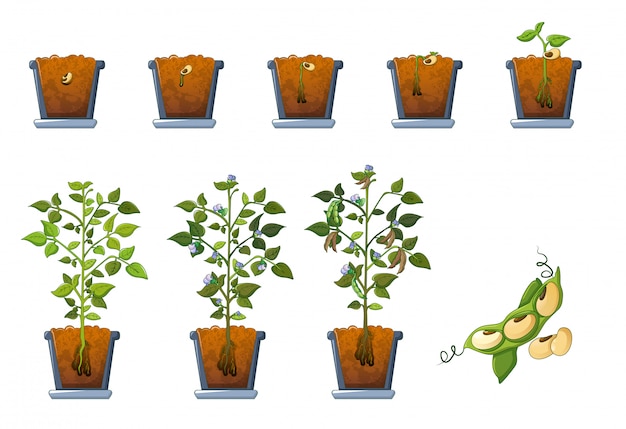 Vector soy beans seed sprout in pot icons set