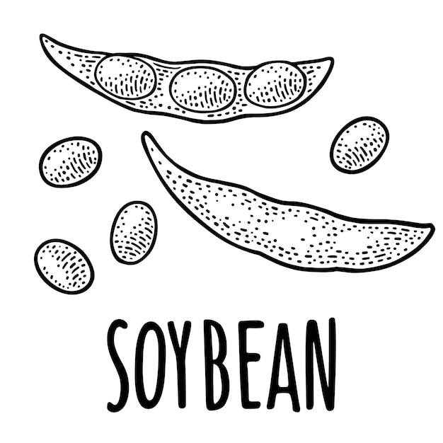 콩 꼬투리 닫고 잎과 씨앗으로 열림 필기체 Soybean