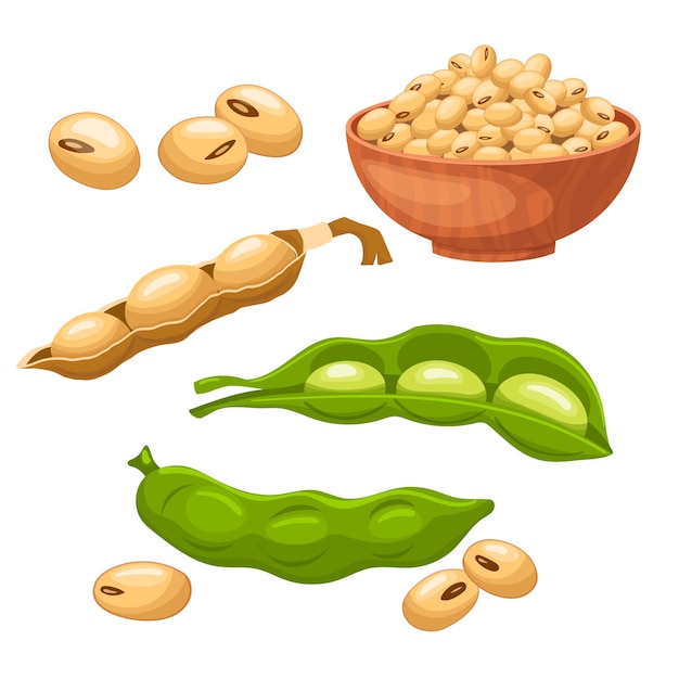 Vector soya food bean set cartoon vector illustration