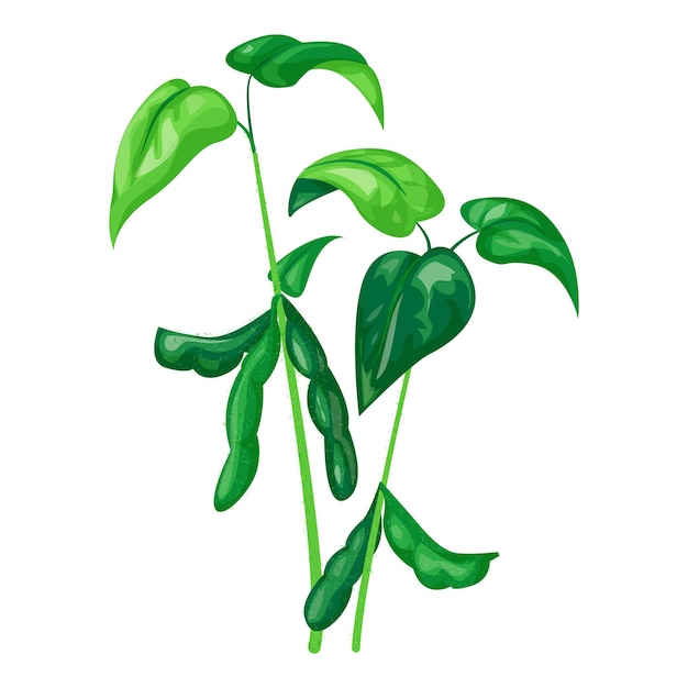 Vector soya plant icon cartoon of soya plant vector icon for web design isolated on white background