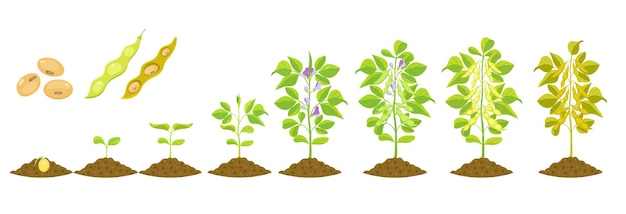 Vector soybean growth is gradual phases of development of leguminous plants cycle of growing beans in agric