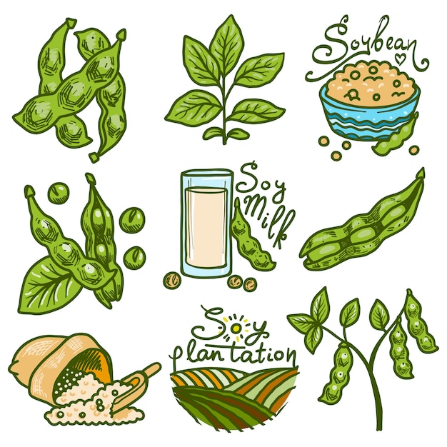 Vector soybean icons set. hand drawn set of soybean vector