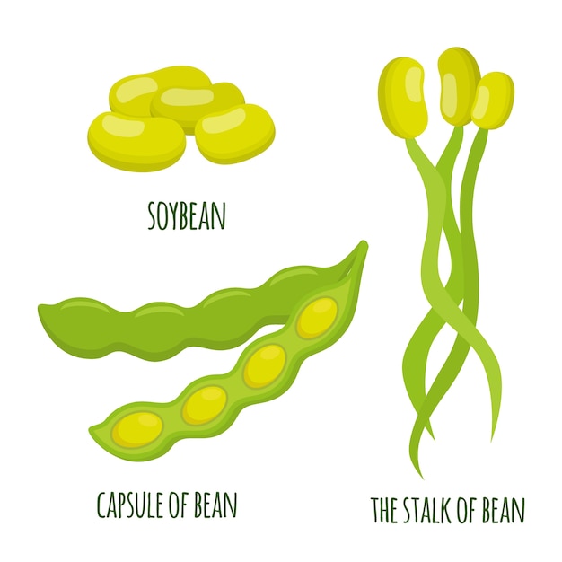 Soybean plant in flat design