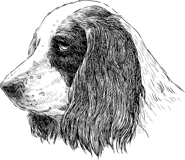 Vettore ritratto dello spaniel