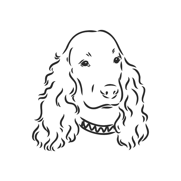 Spaniel vector sketchondenras cocker spaniel snuit schets vectorafbeeldingen