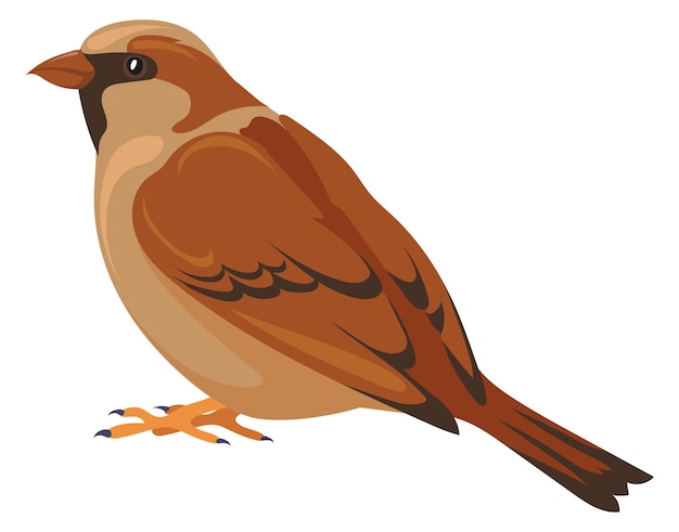 Vector sparrow color icon wildlife animal nature fauna