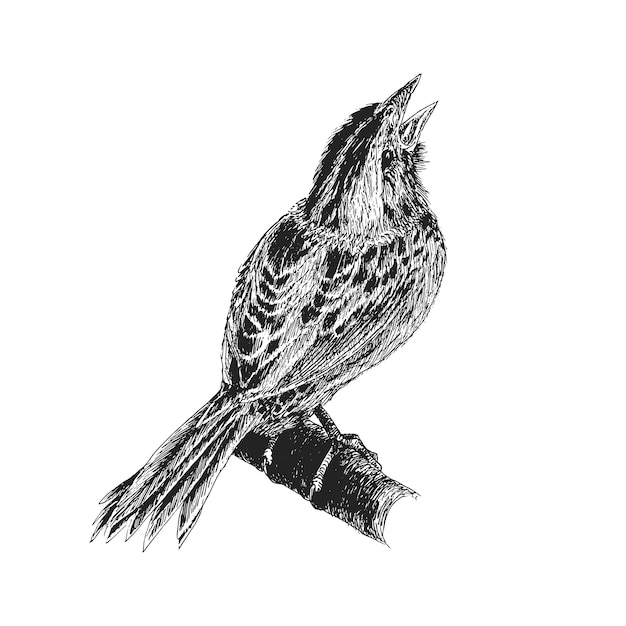 Sparrow vector illustration in engraving style singing bird hand drawn sketch